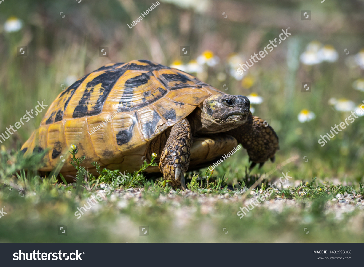 Eastern Hermann's tortoise - Testudo hermanni boettgeri. Hermann's tortoises are small to medium-sized tortoises from southern Europe. #1432998008