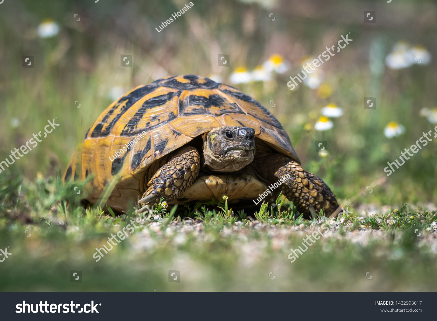 Eastern Hermann's tortoise - Testudo hermanni boettgeri. Hermann's tortoises are small to medium-sized tortoises from southern Europe. #1432998017