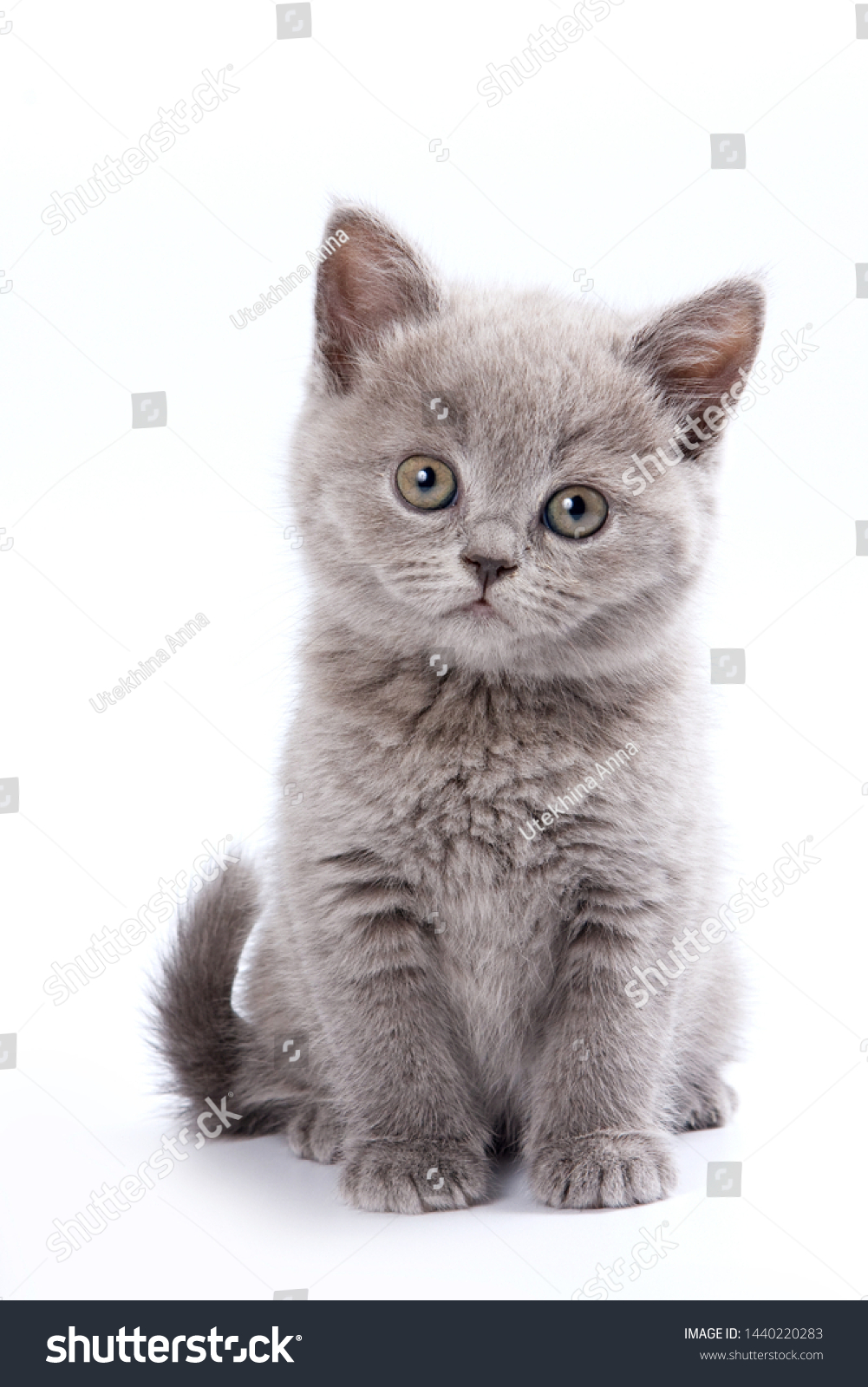 Gray British cat kitten (isolated on white) #1440220283