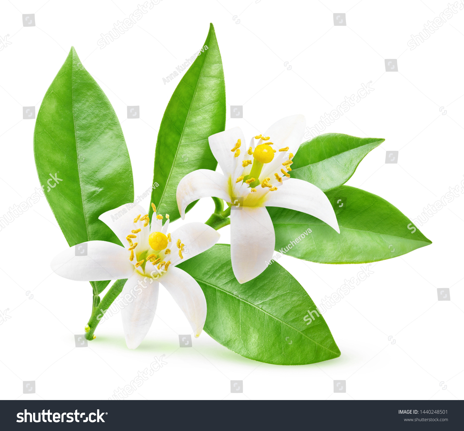 Isolated orange flowers. Blossoming branch of orange tree isolated on white background with clipping path #1440248501