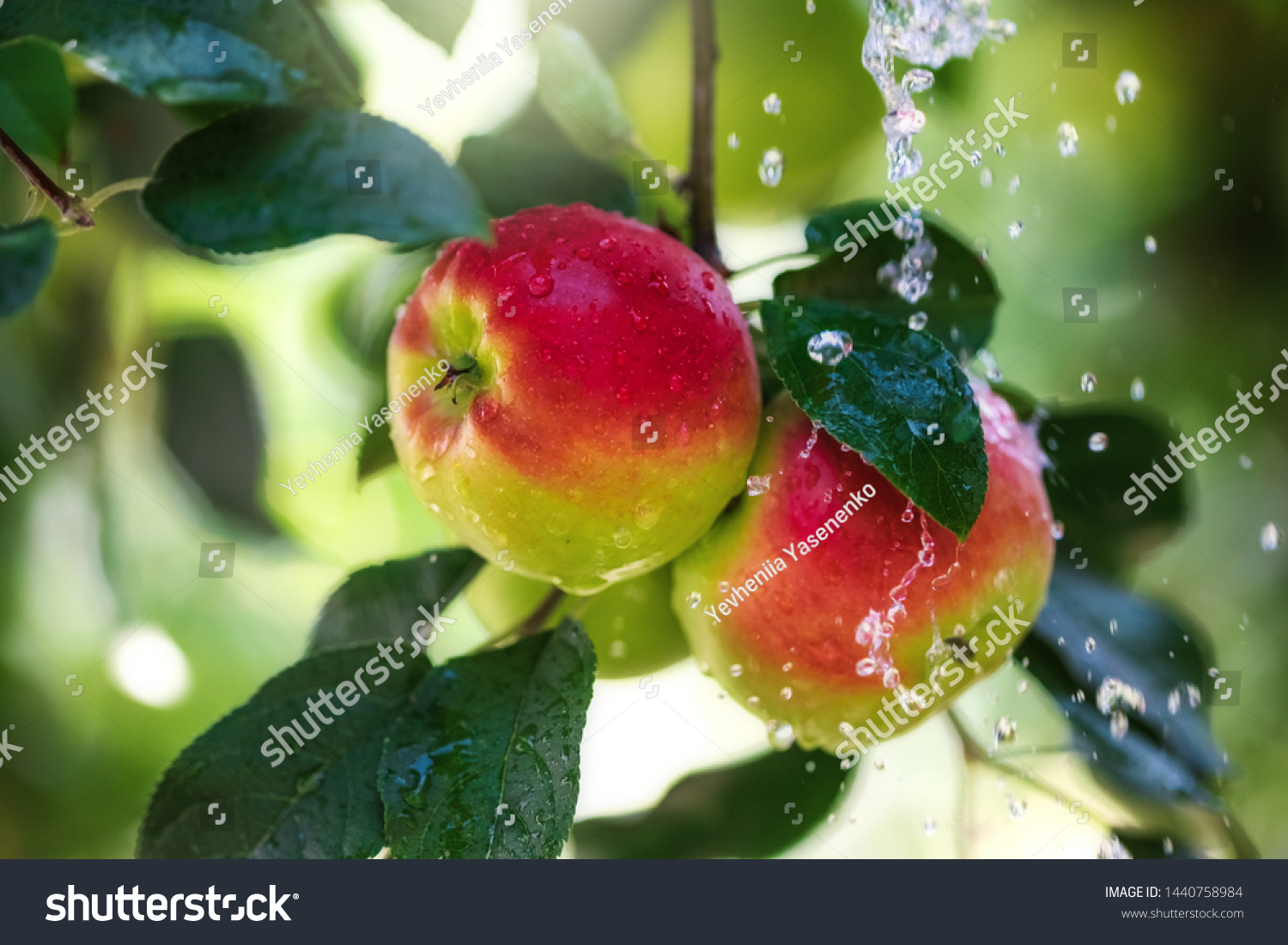 Fruits of red apple in the droplets of dew on the tree.  Summer concept. #1440758984