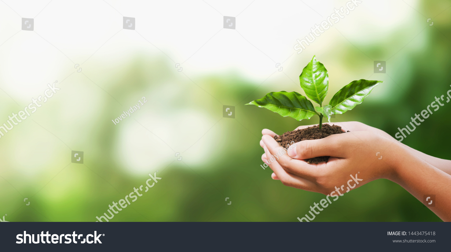hand holding young plant on blur green nature background. concept eco earth day #1443475418