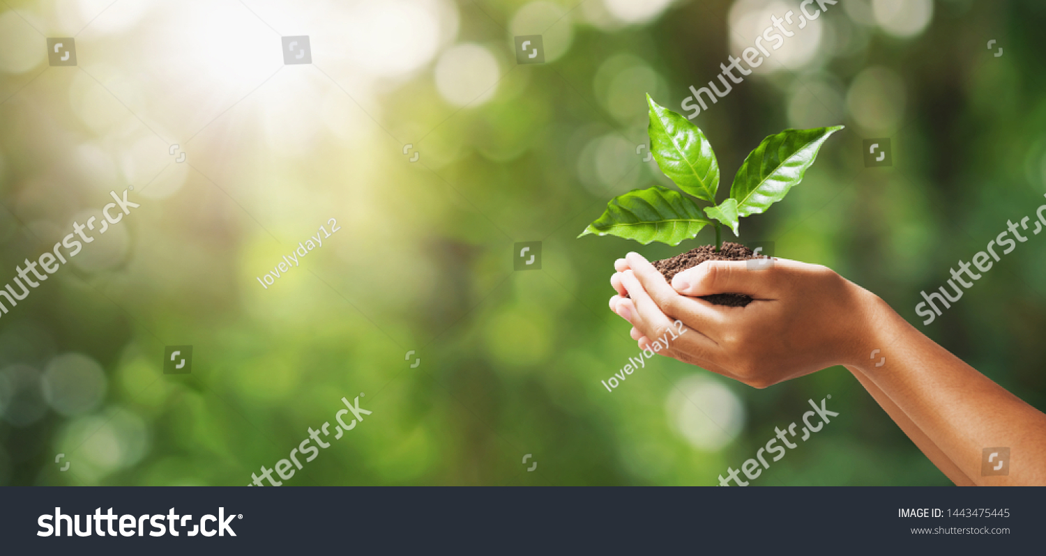 hand holding young plant on blur green nature background. concept eco earth day #1443475445