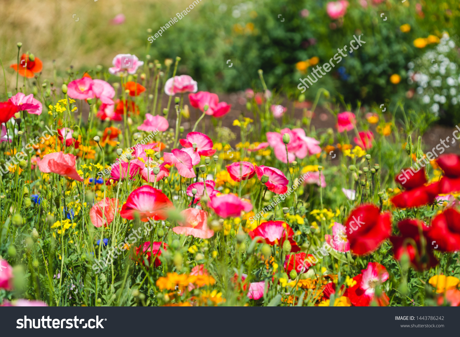 Wildflower meadows and poppy fields on an accessible slope in China Park near Mt. Pleasant, Vancouver. #1443786242