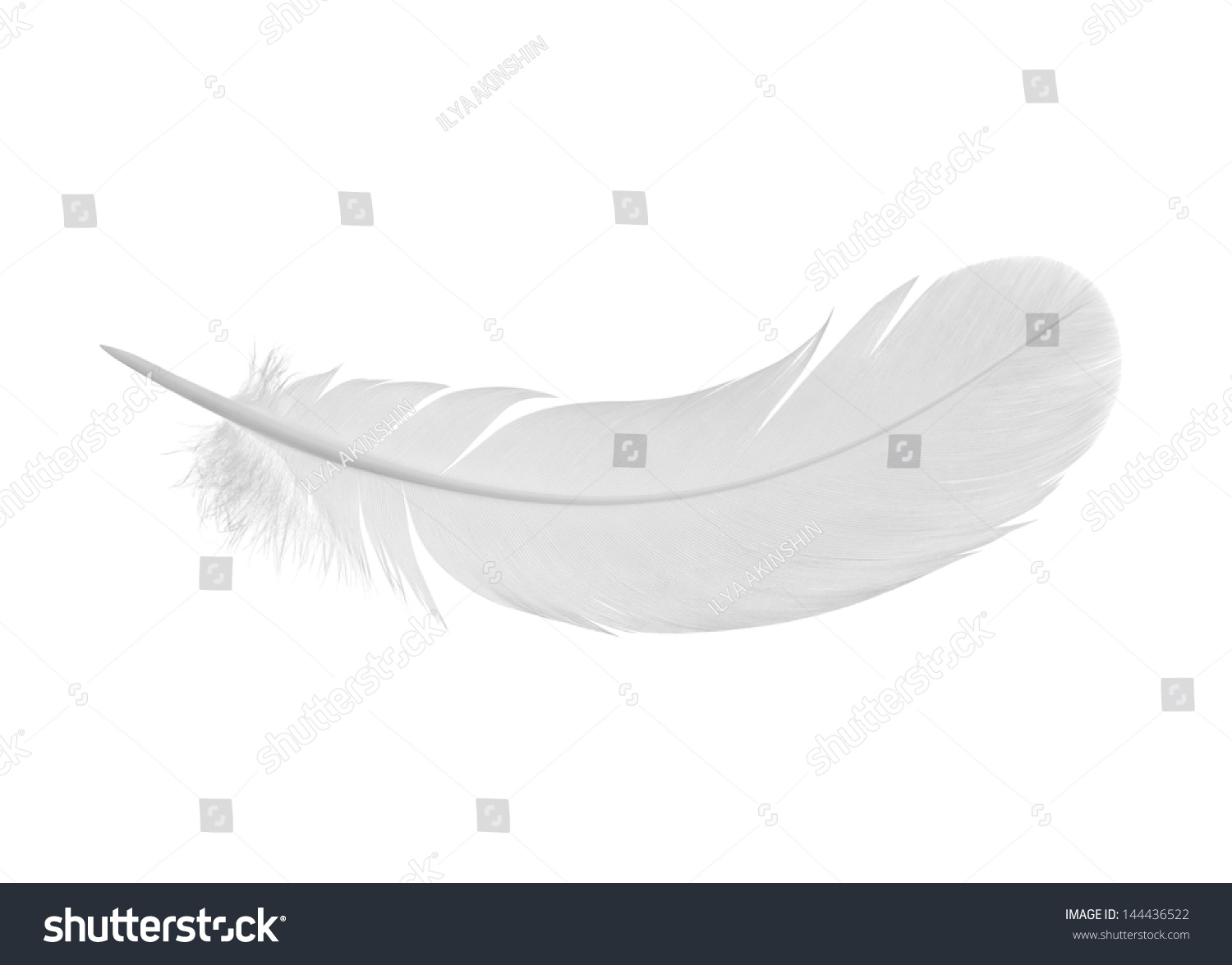 feather on a white background #144436522