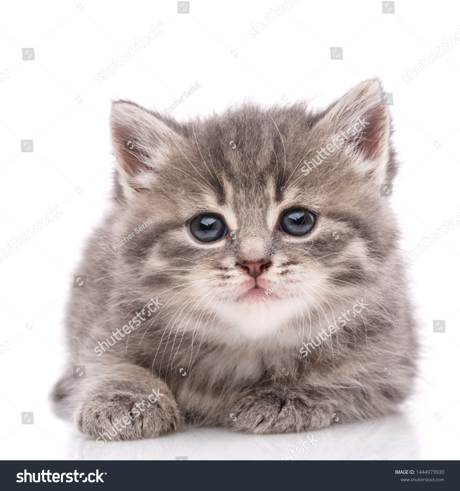Happy kitten looking at camera. Isolated on white background #1444973930