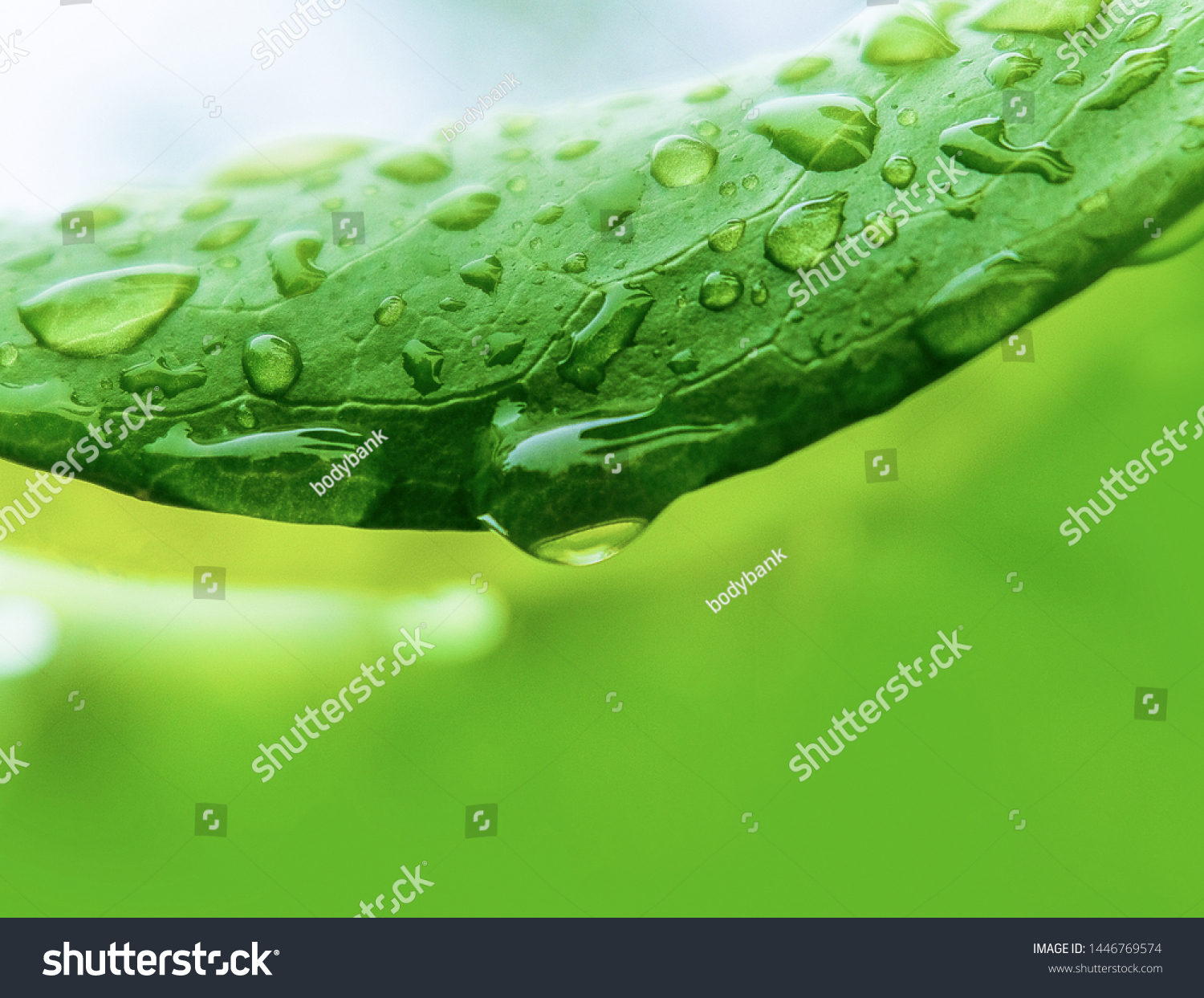 Closeup nature view of green leaf on blurred greenery background in garden with copy space using as background natural green plants landscape, ecology. Blurred green bokeh nature abstract background #1446769574