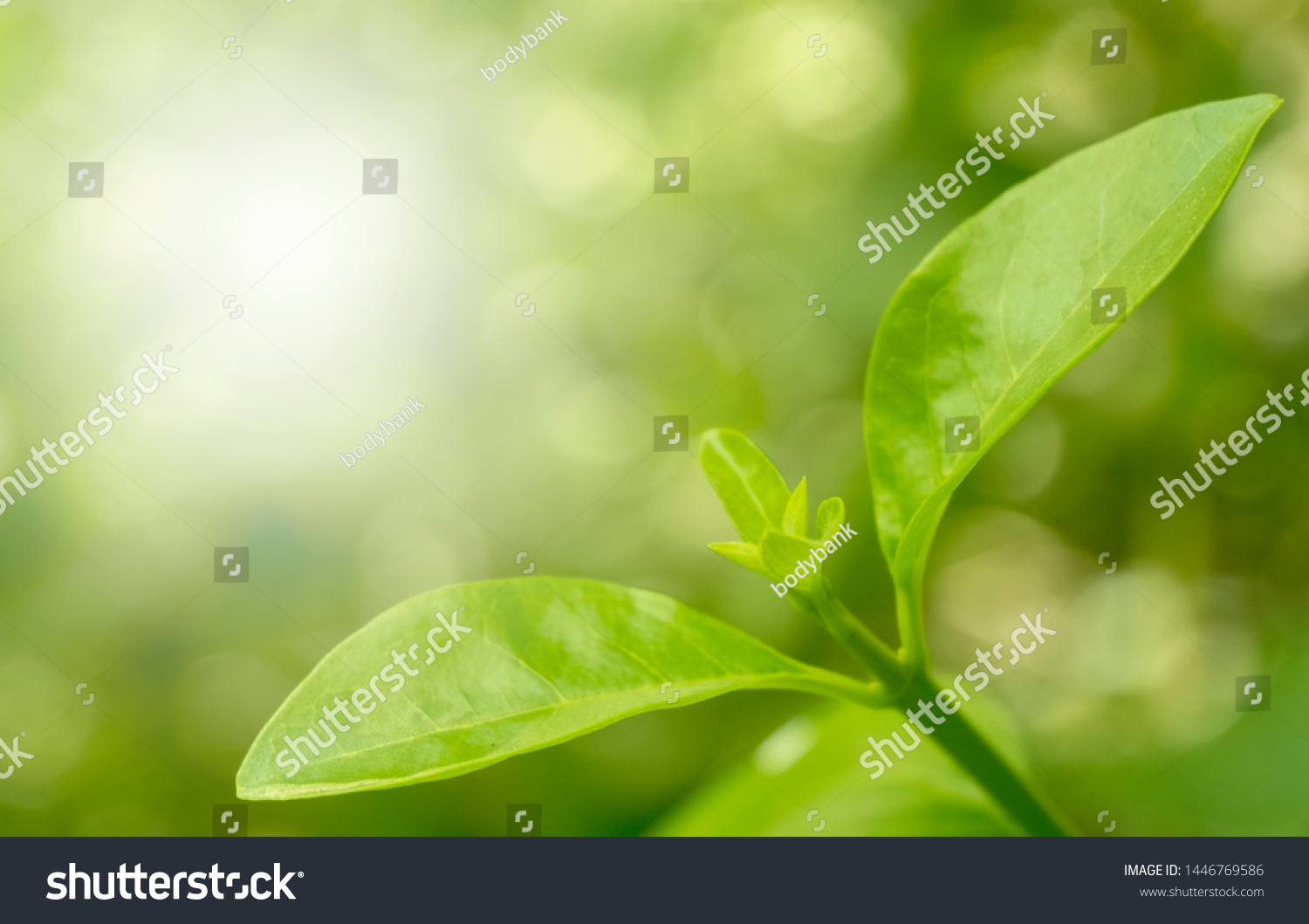 Closeup nature view of green leaf on blurred greenery background in garden with copy space using as background natural green plants landscape, ecology. Blurred green bokeh nature abstract background #1446769586