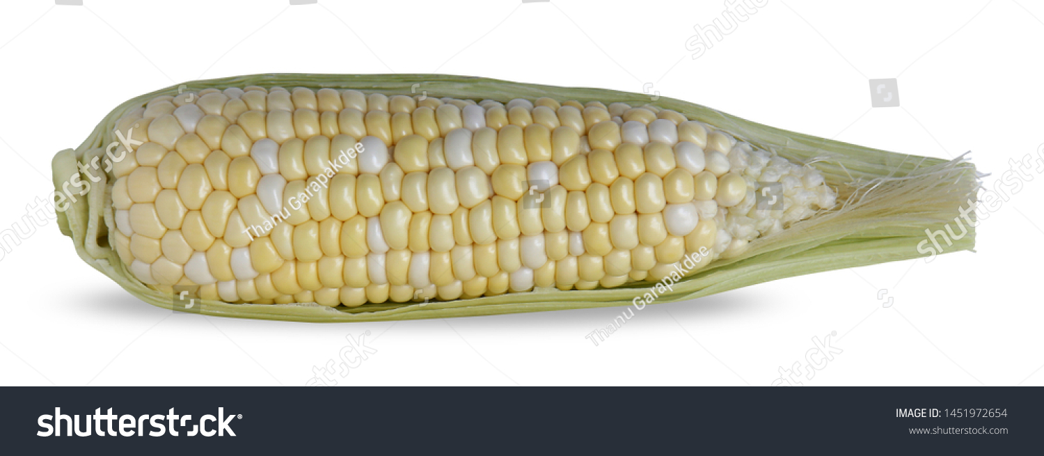 Waxy corn isolated on white background. Seeds color mixed between opaque white & light yellow. Sweet & sticky taste. Eaten by Steamed or Grilled. Rich in protein, vitamins & Dietary fiber. #1451972654
