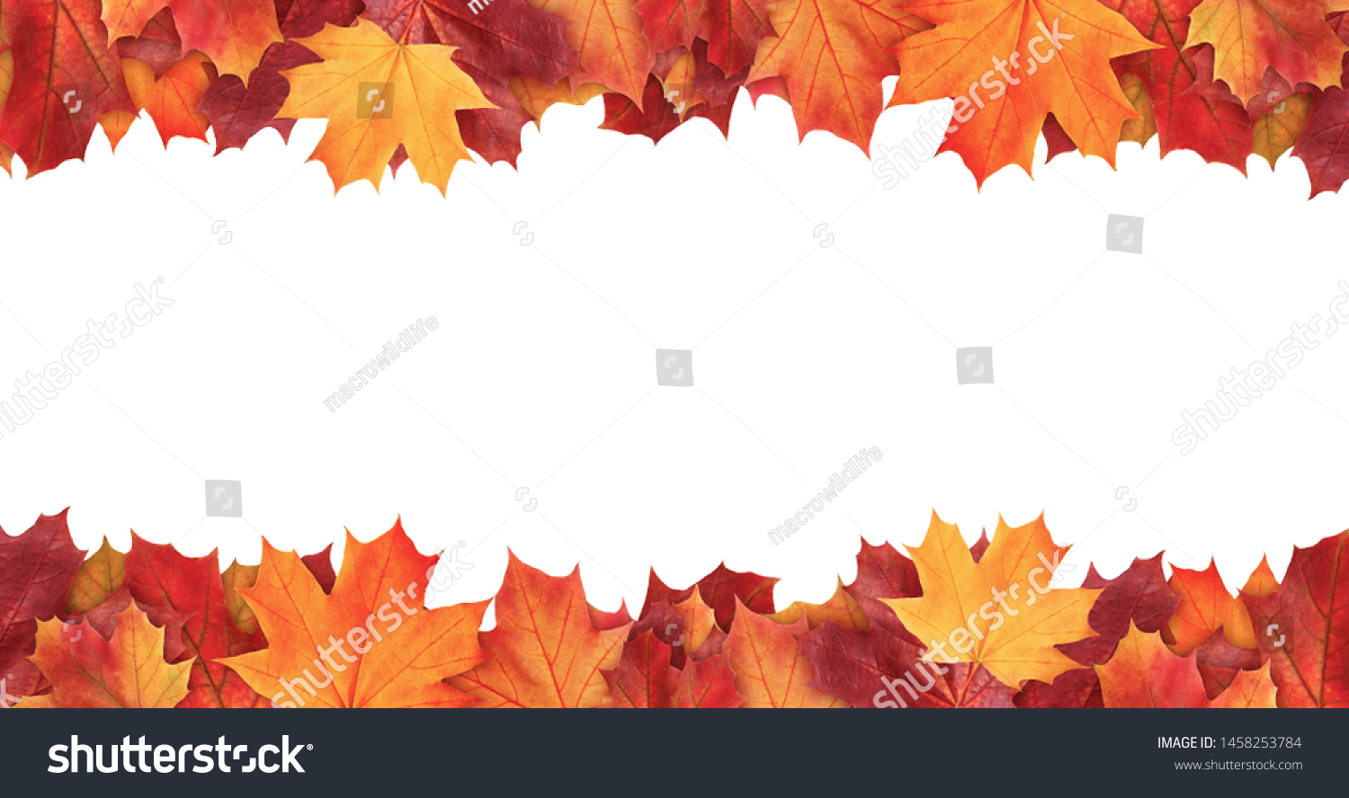 Amazing colorful background of autumn maple tree leaves background with white empty space. Multicolor maple leaves autumn background. High quality resolution picture #1458253784
