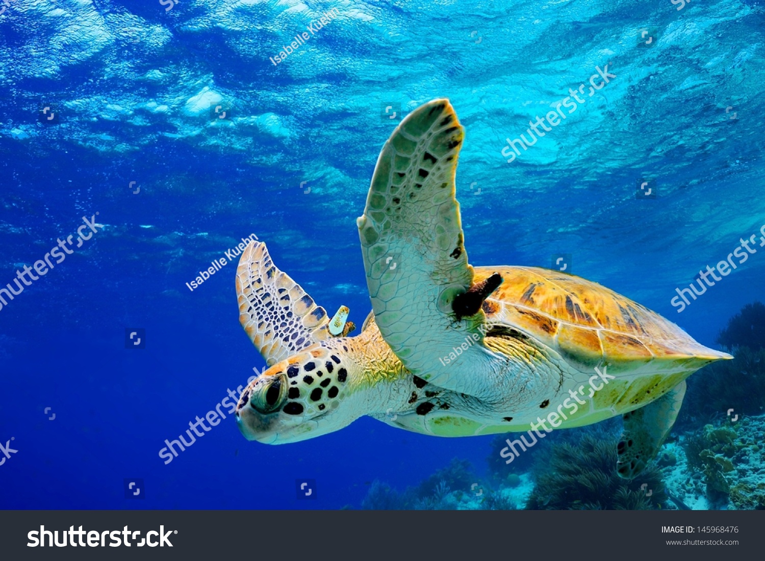 Green Sea Turtle swimming in Caribbean #145968476
