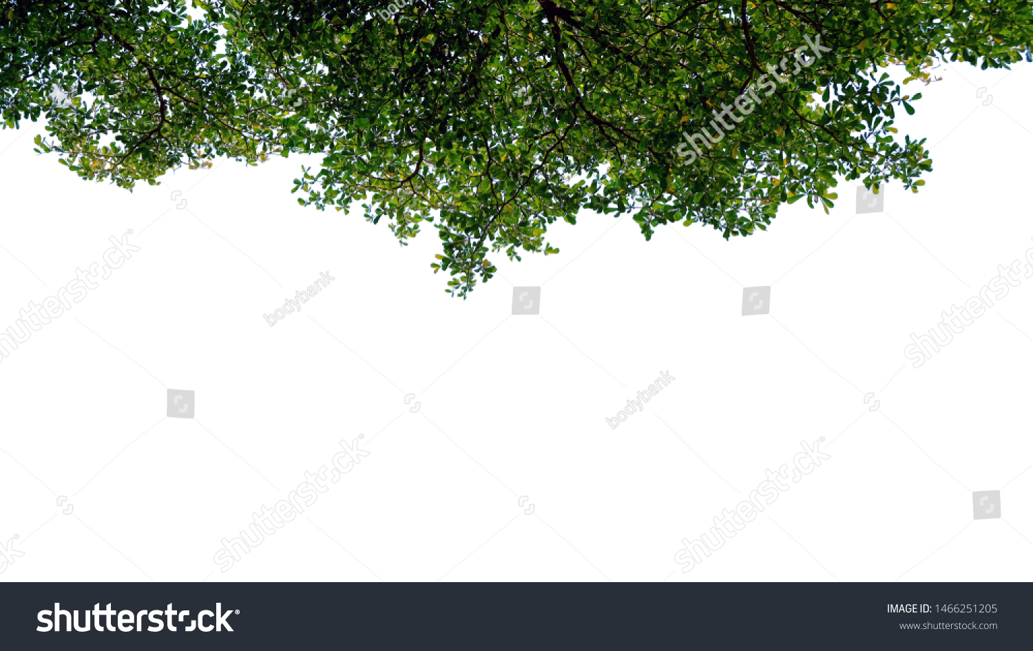 Green tree leaves and branches with raindrops isolated on white background, can be used for display or montage your products #1466251205