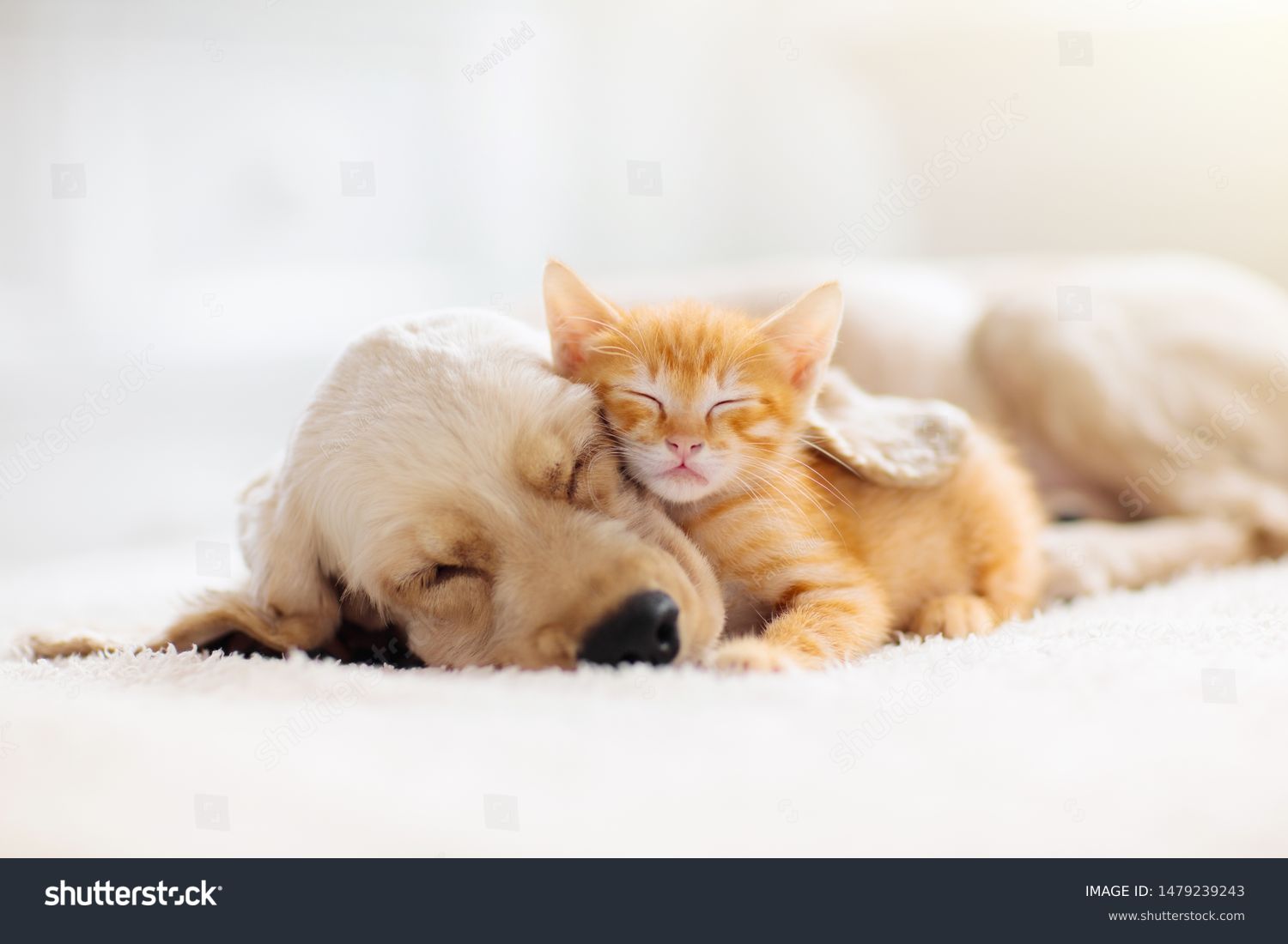 Cat and dog sleeping together. Kitten and puppy taking nap. Home pets. Animal care. Love and friendship. Domestic animals. #1479239243