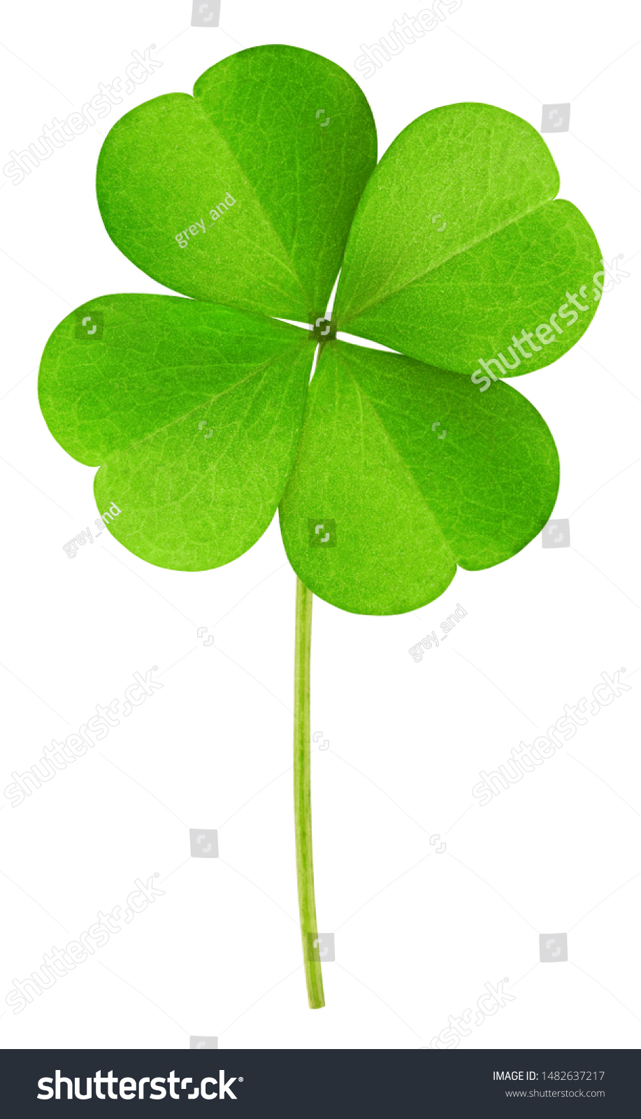 clover isolated on white background, clipping path, full depth of field #1482637217