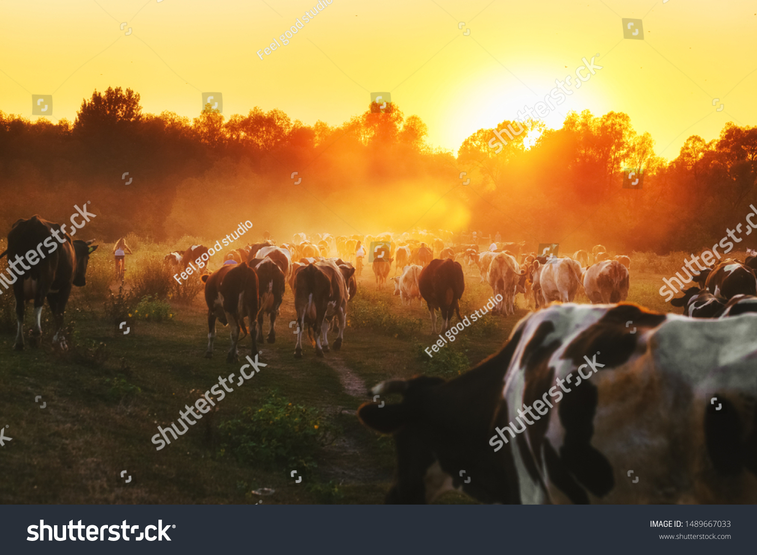 Epic scene of cattle farm - livestock of cows going home from meadows pasture in evening. Amazing sunset scenery. Countryside background. Dairy natural bio production. #1489667033