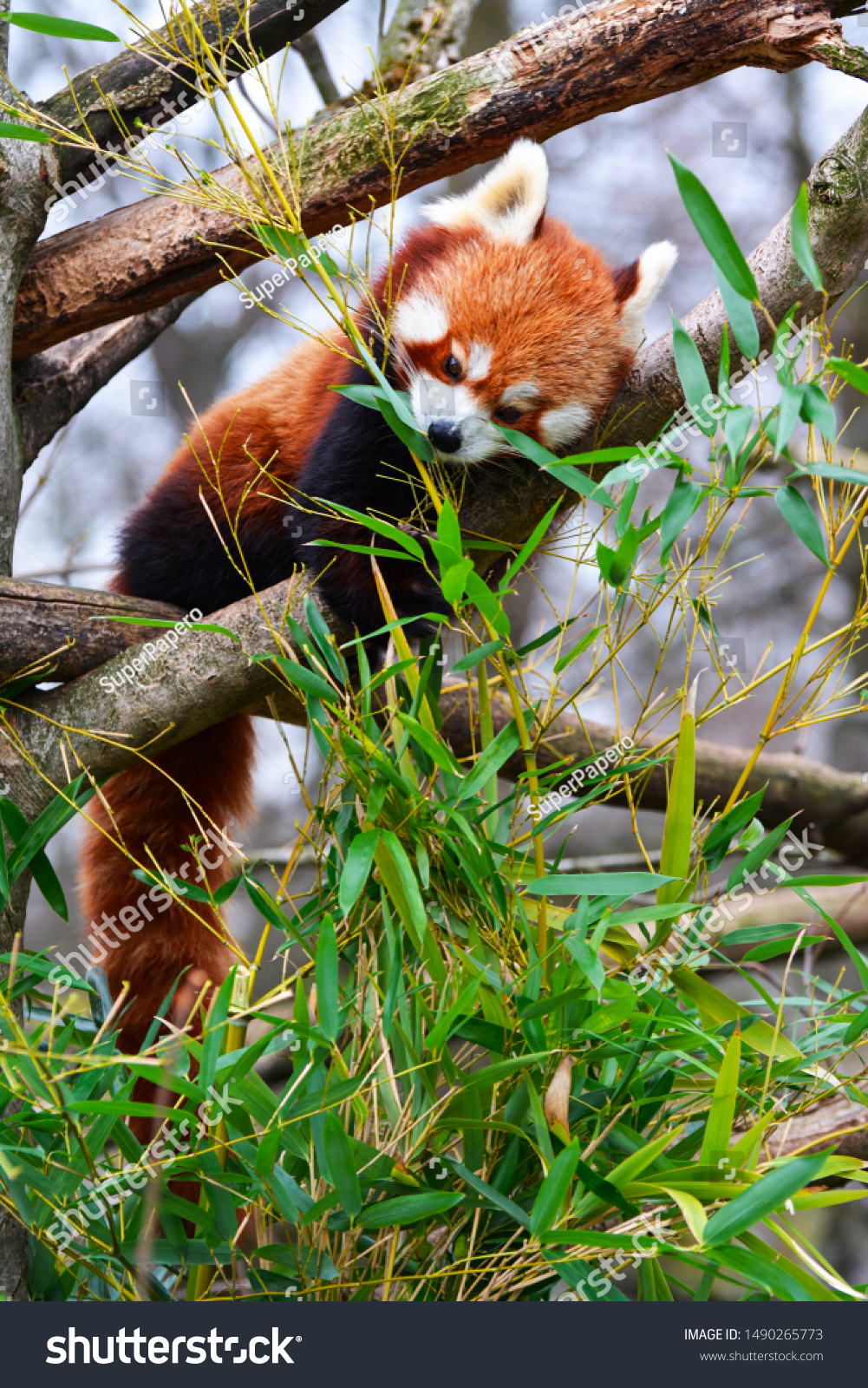 a red panda eats leaves of bamboo #1490265773