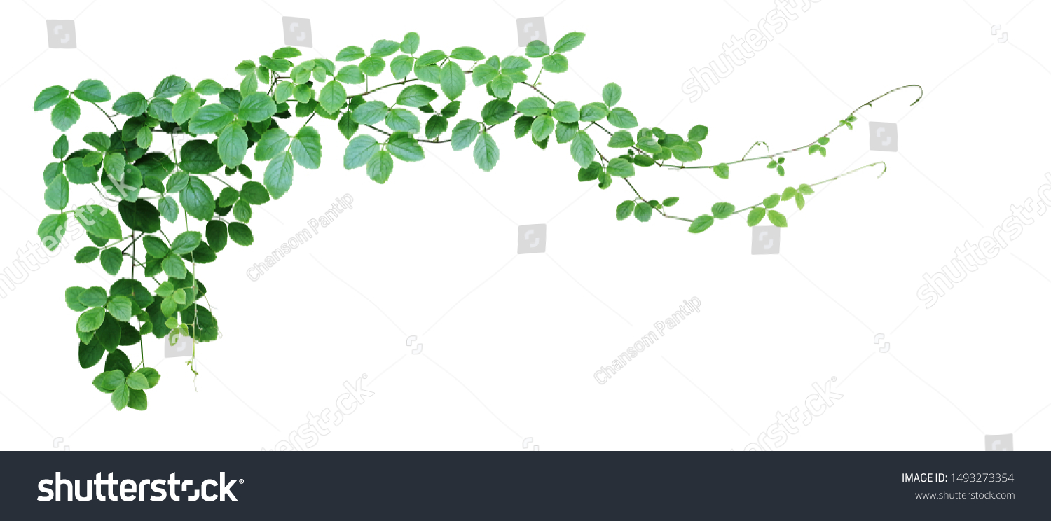 Bush grape or three-leaved wild vine cayratia (Cayratia trifolia) liana ivy plant bush, nature frame jungle border isolated on white background, clipping path included.  #1493273354