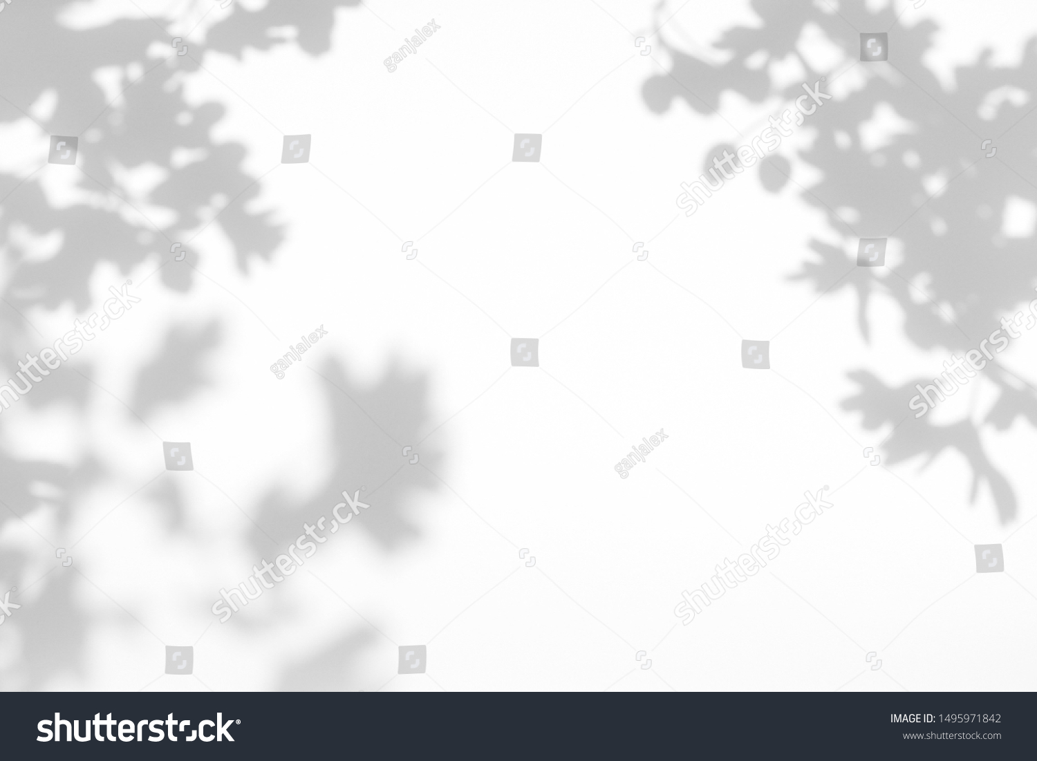 Gray shadow of the hawthorn tree leaves on a white wall. Abstract neutral nature concept blurred background. Space for text. Overlay effect for photo. #1495971842