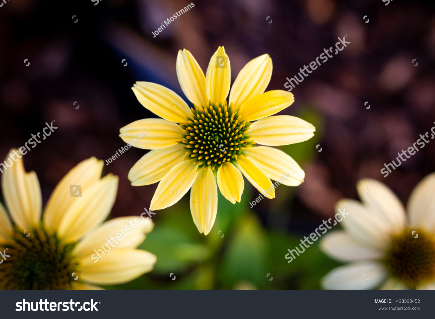 A top down portrait of a mellow yellow flower or scientifically known as the echinacea purpurea.mul #1498593452