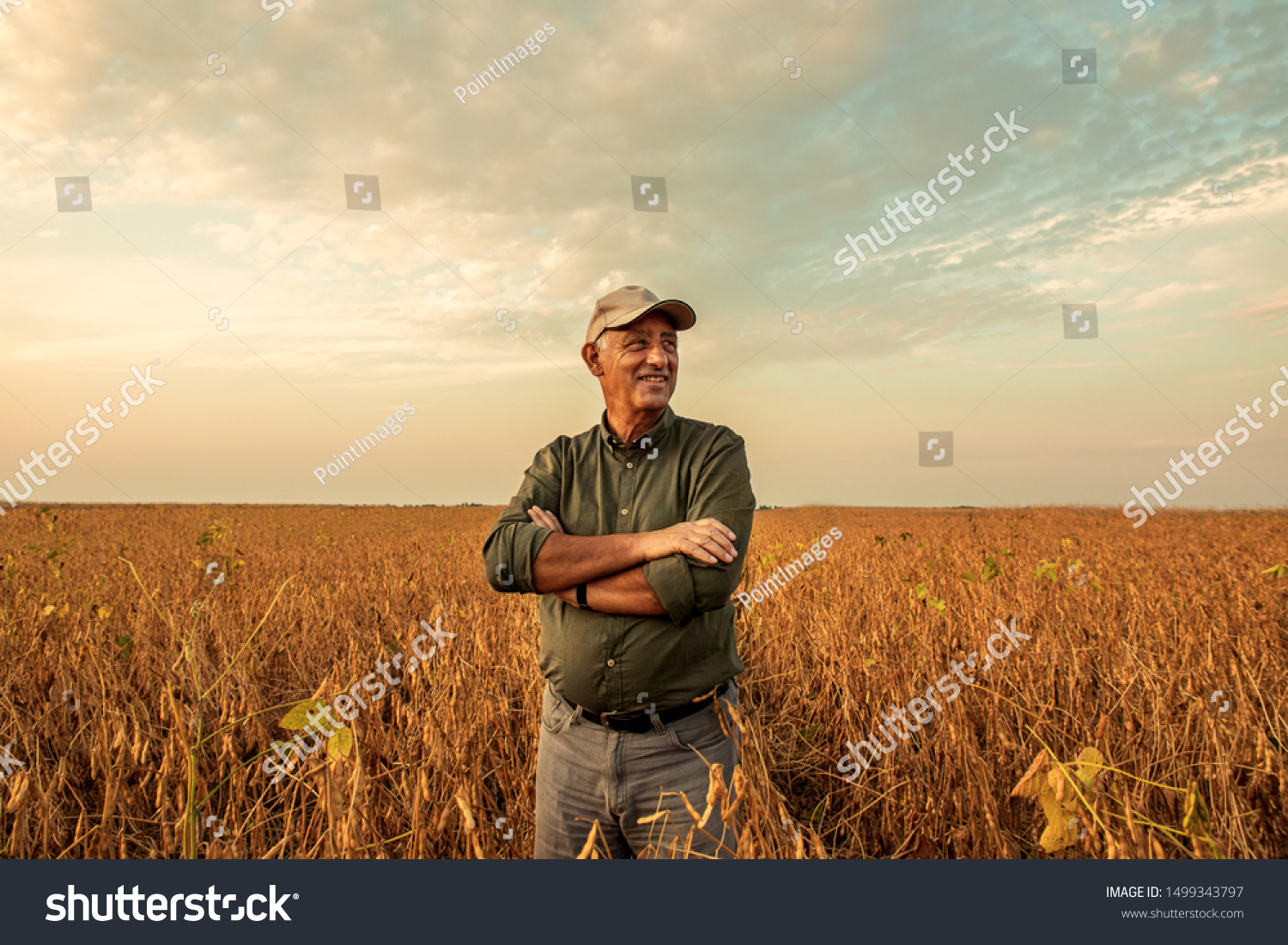 Senior farmer standing in soybean field examining crop at sunset. #1499343797