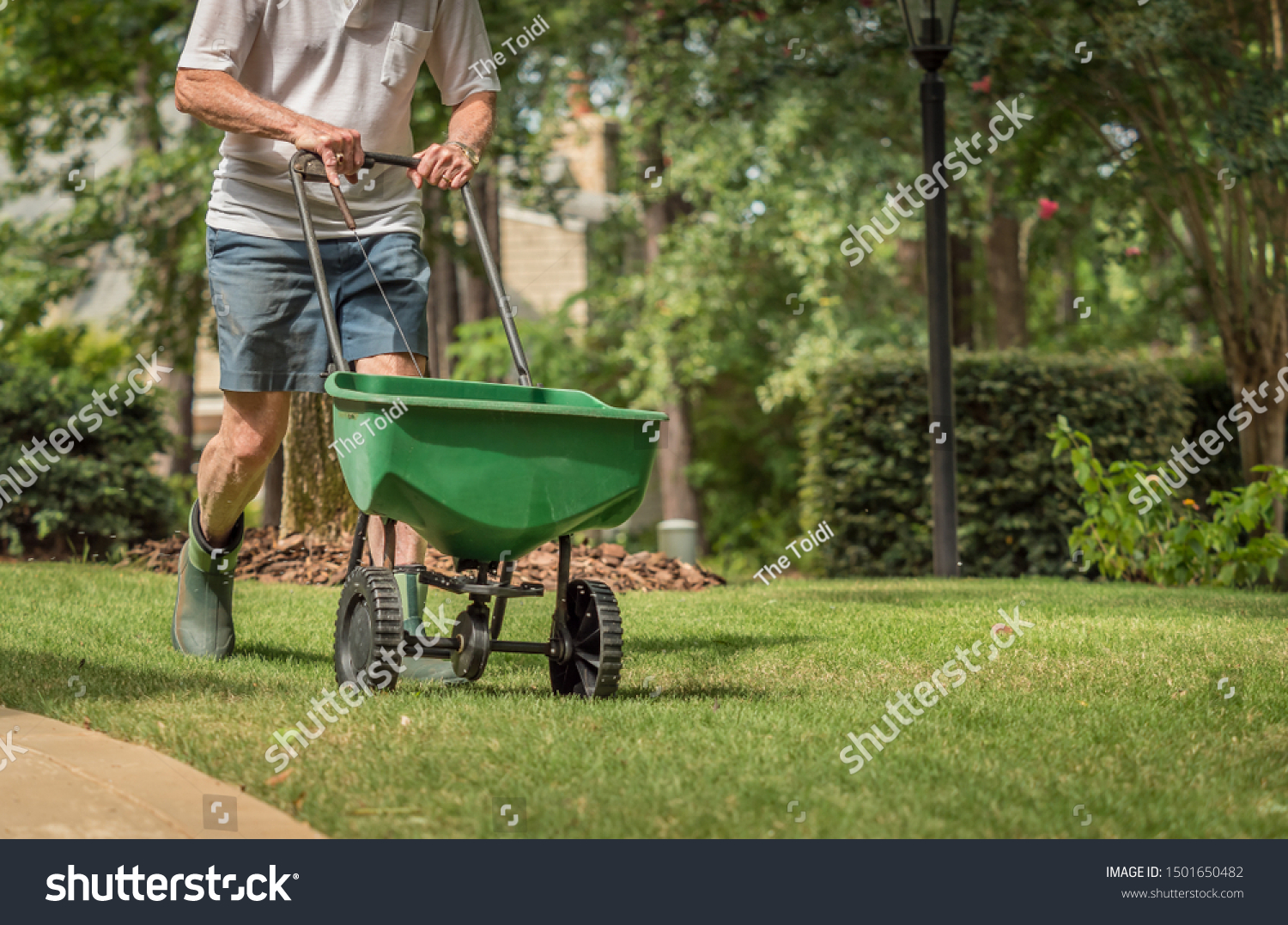 Man seeding and fertilizing residential backyard lawn with manual grass seed spreader. #1501650482