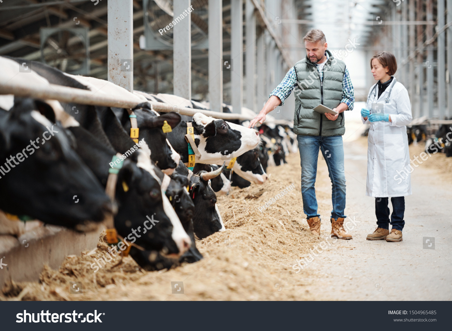 Mature head of large dairy farm with touchpad touching one of cows while consulting with veterinarian by cowshed #1504965485