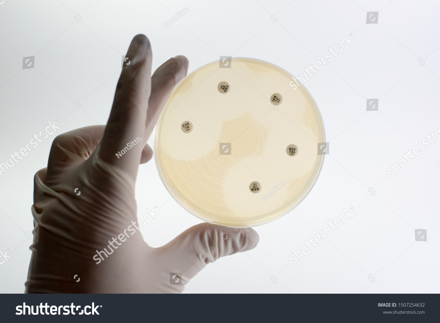 Drug sensitivity test, disk drug, CRE resistance or antibiotic sensitivity with write background and Hand Gloves #1507254632