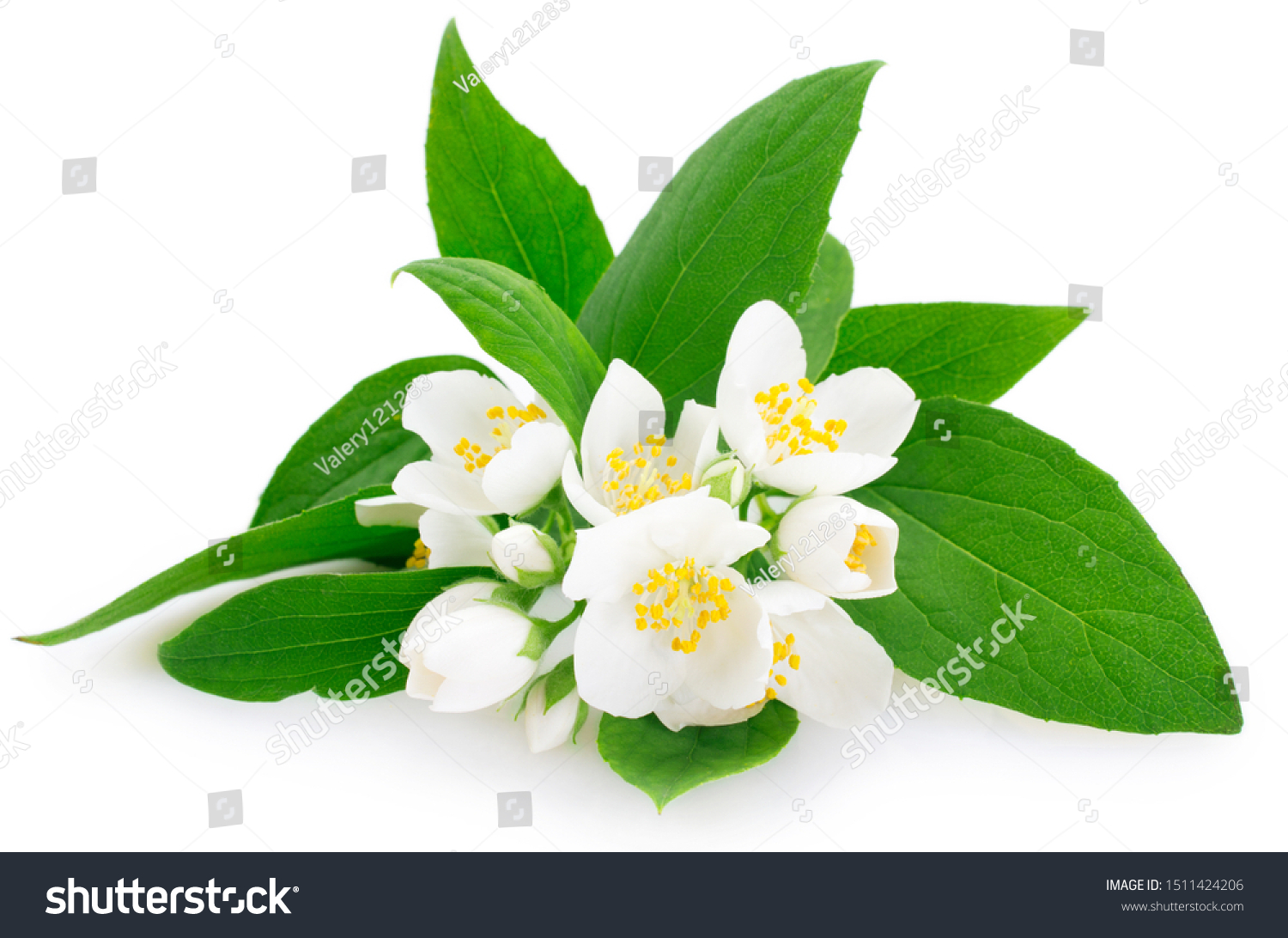 fresh jasmine isolated on white background closeup #1511424206