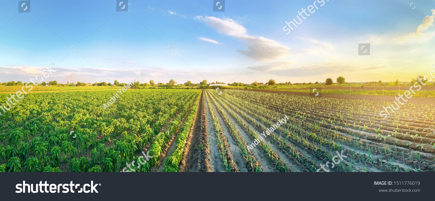 Panoramic photo of a beautiful agricultural view with pepper and leek plantations. Agriculture and farming. Agribusiness. Agro industry. Growing Organic Vegetables #1511776019