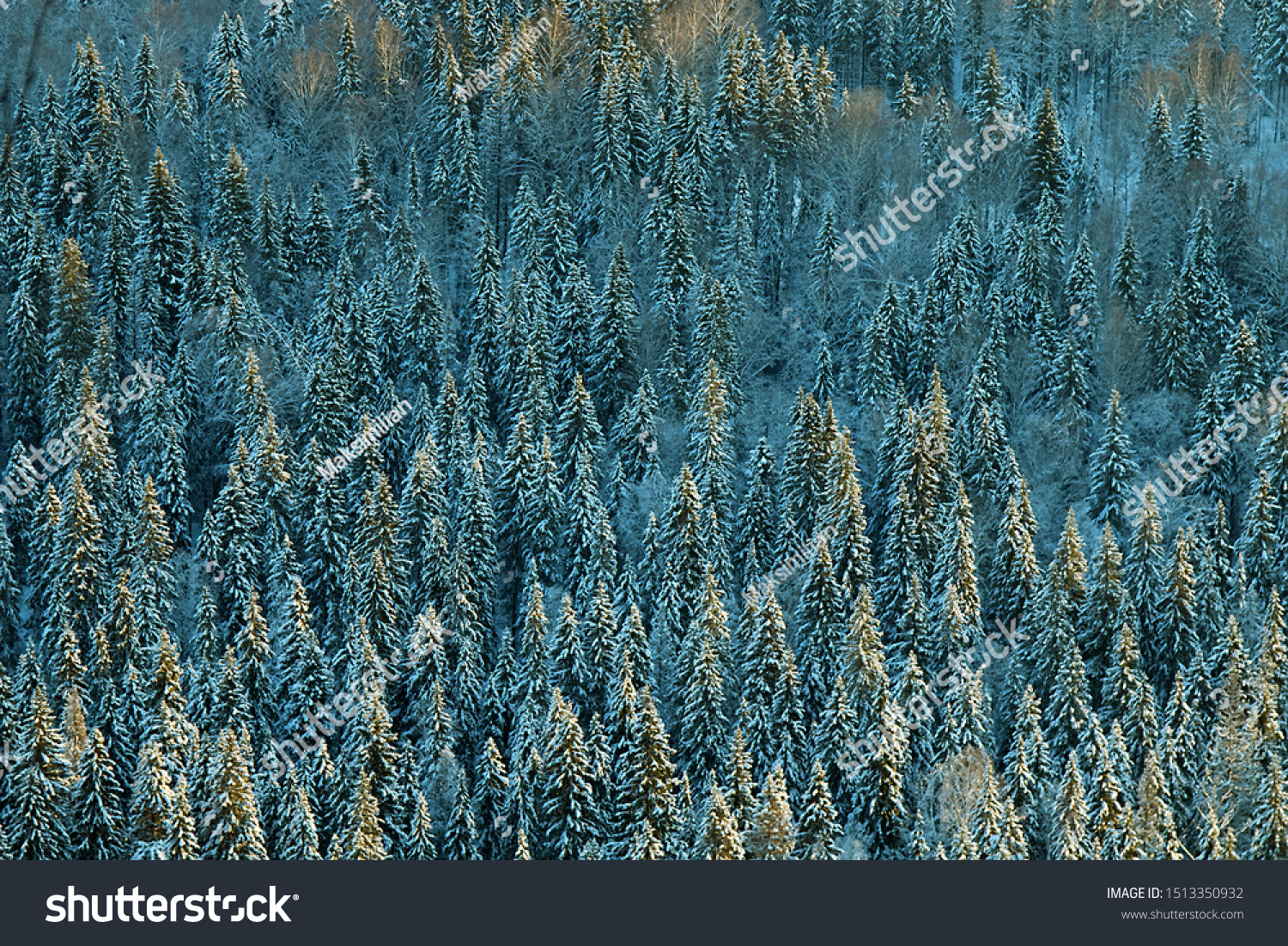 Dark coniferous forests (boreal coniferous forest). Dense marshy forest (as pocosin) in Siberia. Siberian taiga in winter. Top view on snow-covered old spruce forest - Siberian spruce (Picea obovata) #1513350932