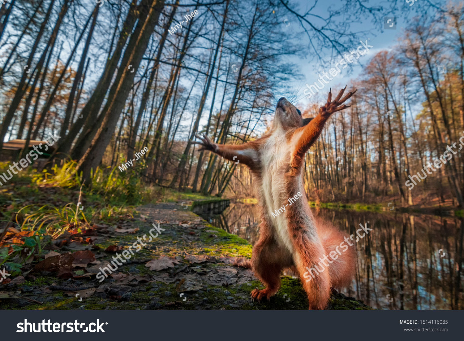Funny red squirrell standing in the forest like Master of the Universe. Comic animal #1514116085