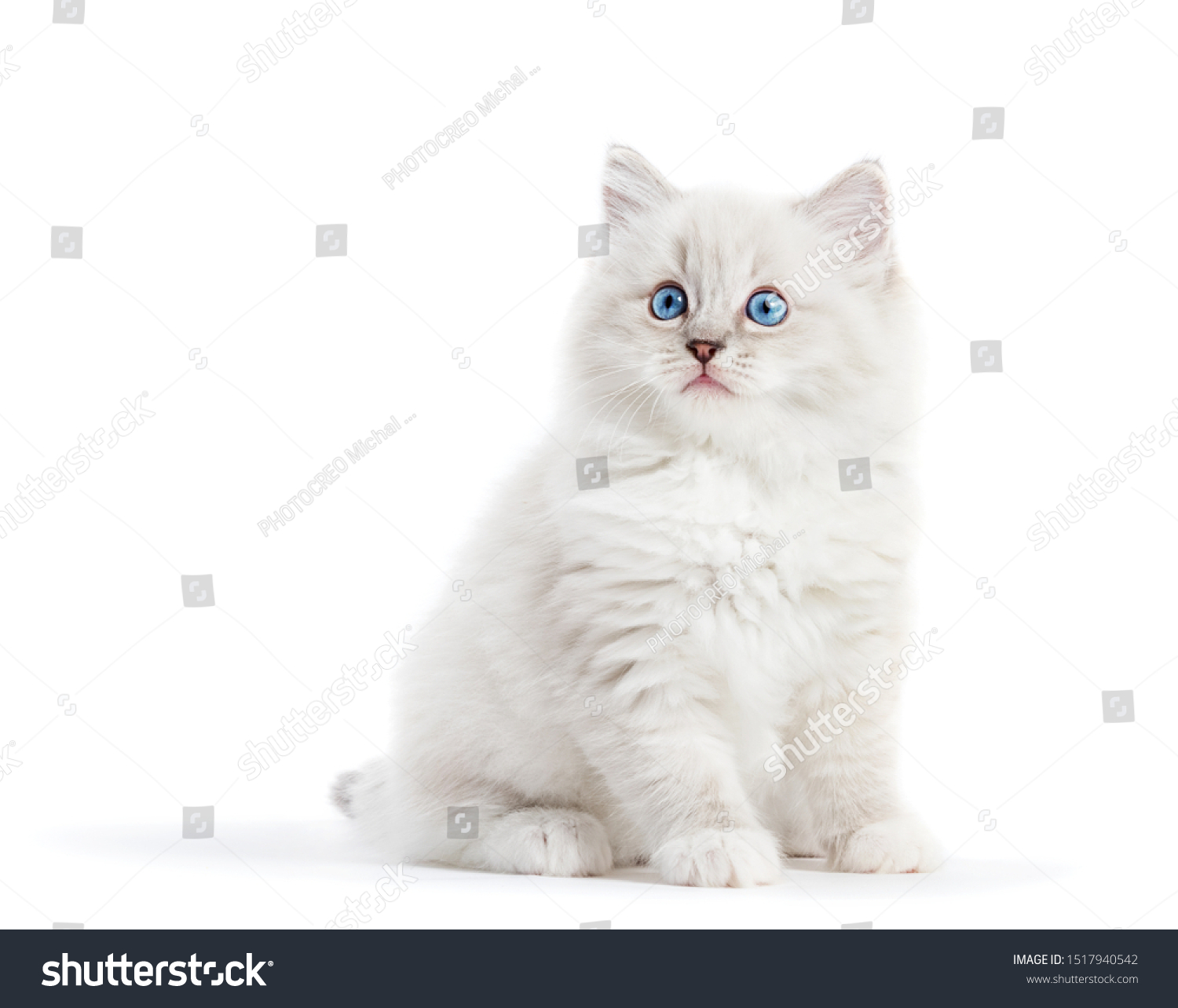 Ragdoll cat, small white kitten portrait isolated on white background. Pedigree pet #1517940542