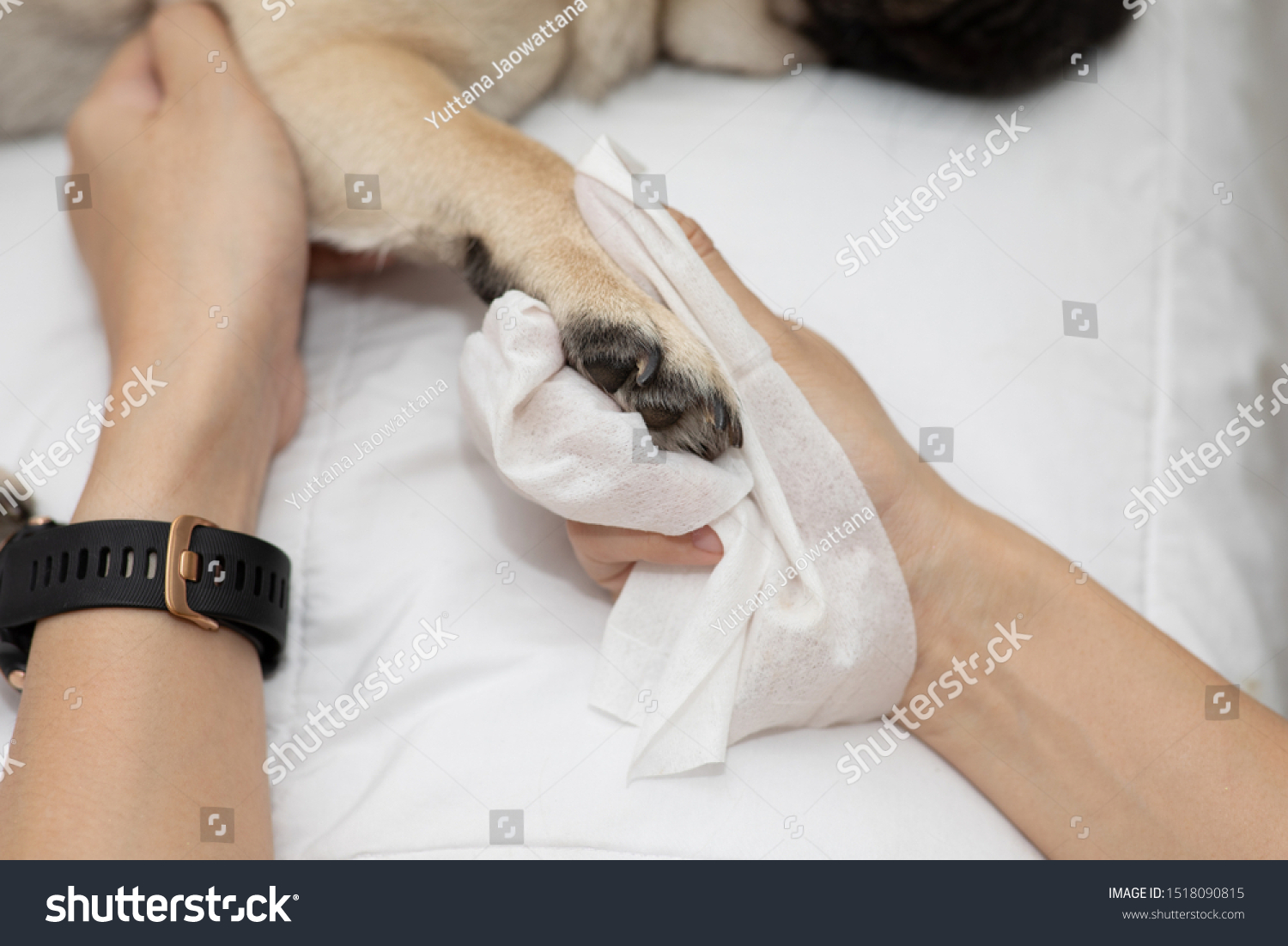 Close up woman hand clean and wash dog paw pug breed for cleanning around paw by tissue,Dog Care Concept #1518090815