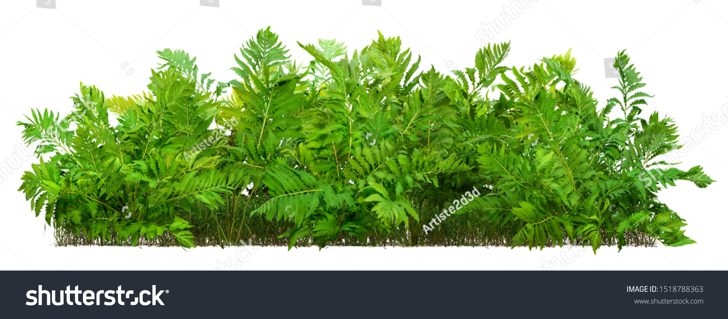 Hedge of fern plant isolated on a white background. Bush of lush green leaves. High quality clipping mask for professional composition. #1518788363