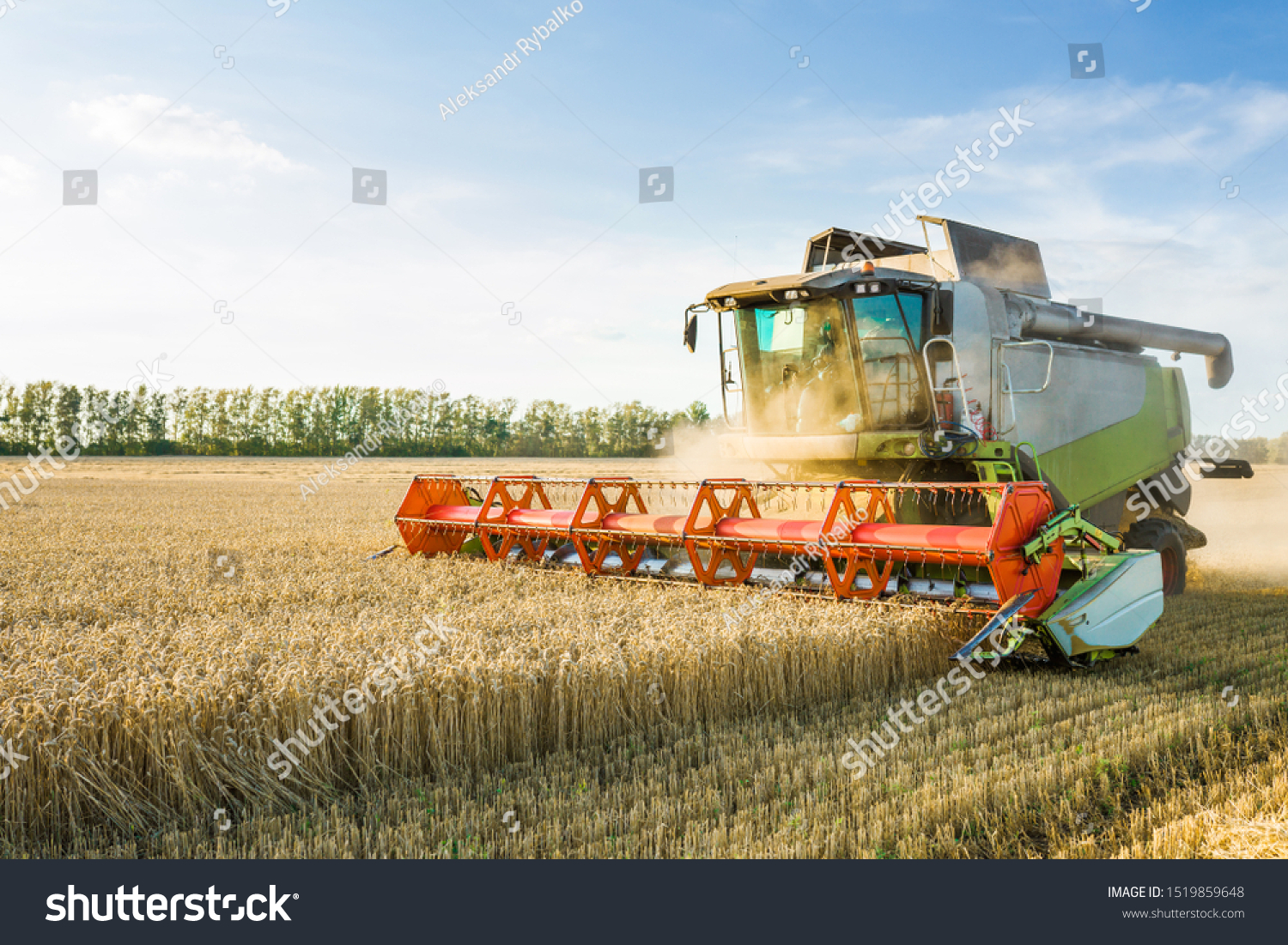 Combine harvester harvesting ripe golden wheat on the field. The image of the agricultural industry #1519859648