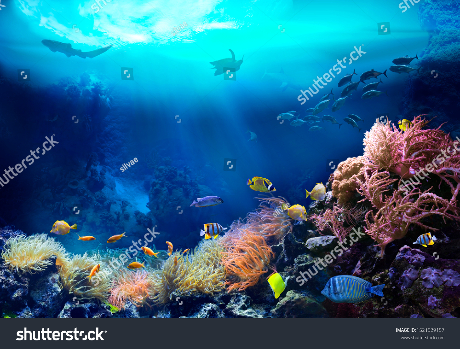 Underwater view of the coral reef. Ecosystem. Life in tropical waters. #1521529157