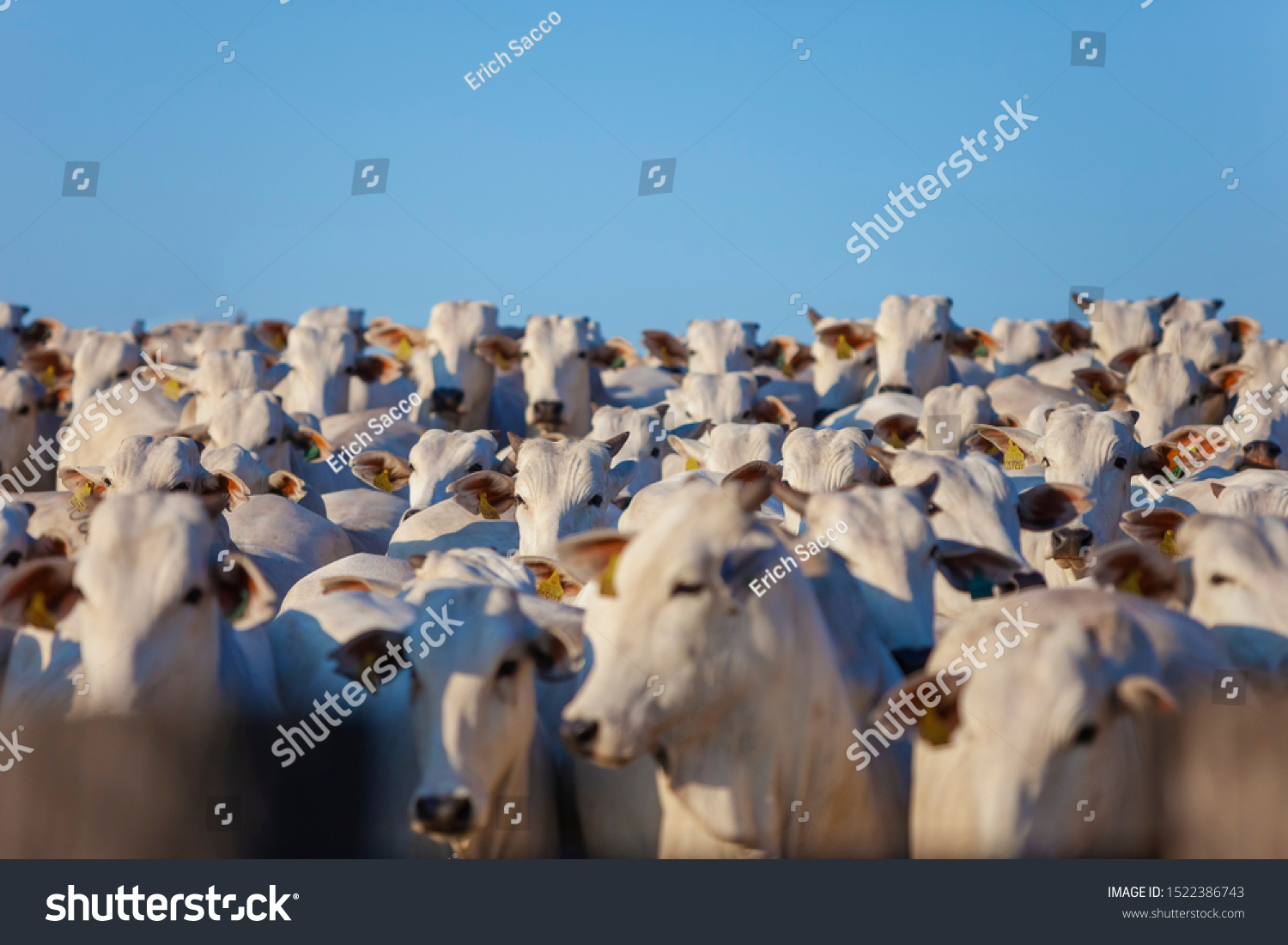 beautiful herd of Nelore cattle, narrow focus, hundreds of heads, Mato Grosso do Sul, Brazil #1522386743