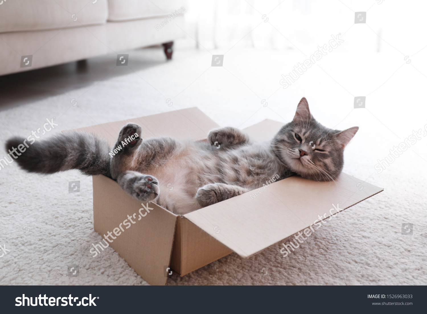 Cute grey tabby cat in cardboard box on floor at home #1526963033