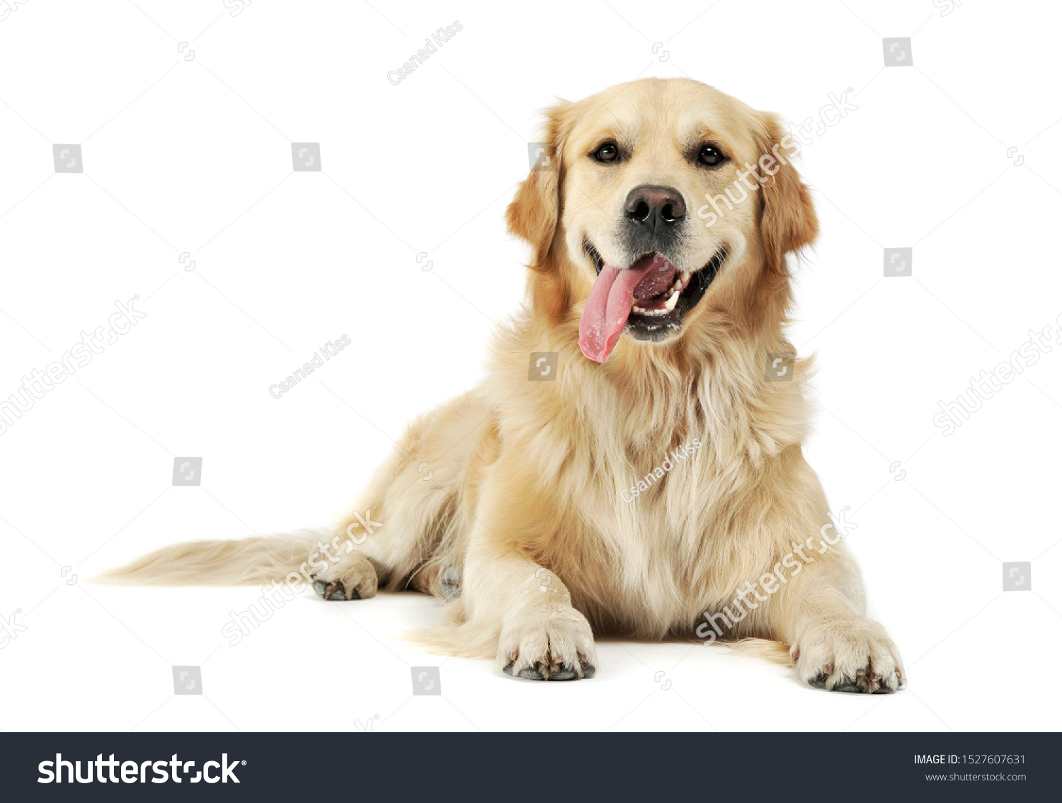 Studio shot of an adorable Golden retriever lying with hanging tongue - isolated on white background. #1527607631