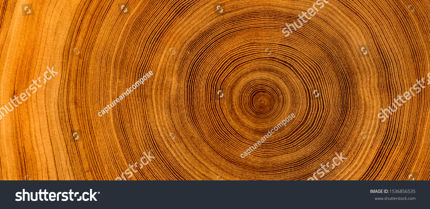 Detailed warm dark brown and orange tones of a felled tree trunk or stump. Rough organic texture of tree rings with close up of end grain. #1536856535