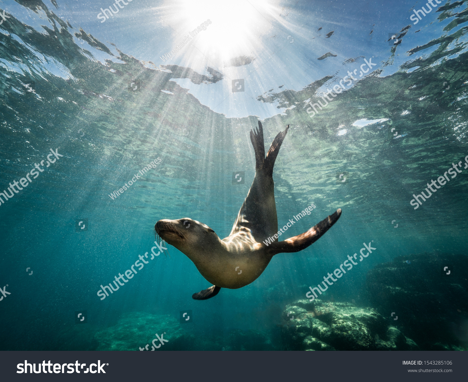 A beautiful shot of a California sea lion seal enjoying the rays of the sun in Baja California #1543285106