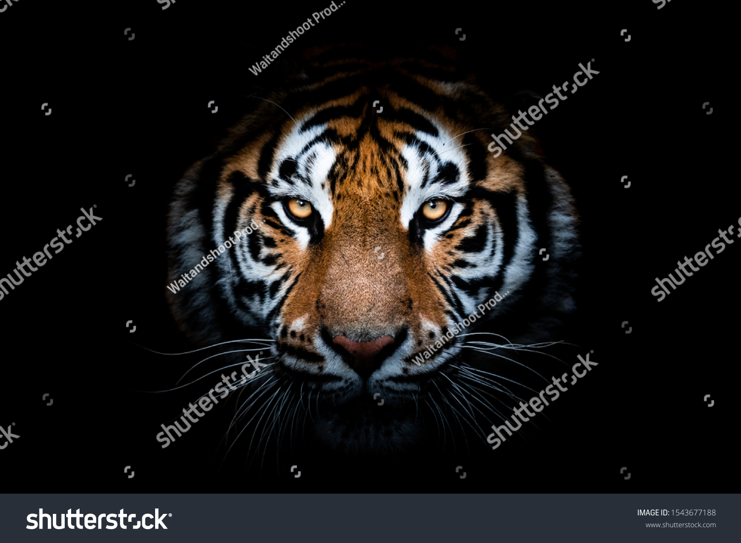 Portrait of a Tiger with a black background #1543677188