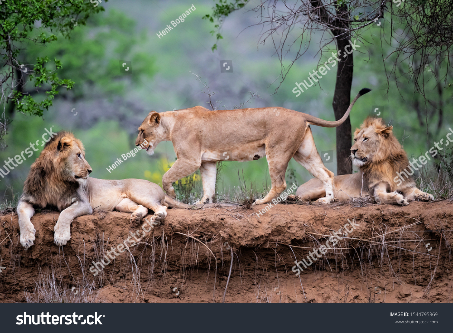 Lion family resting on the dry riverbank of the Mkuze river in a Game Reserve in Kwa Zulu Natal in South Africa #1544795369