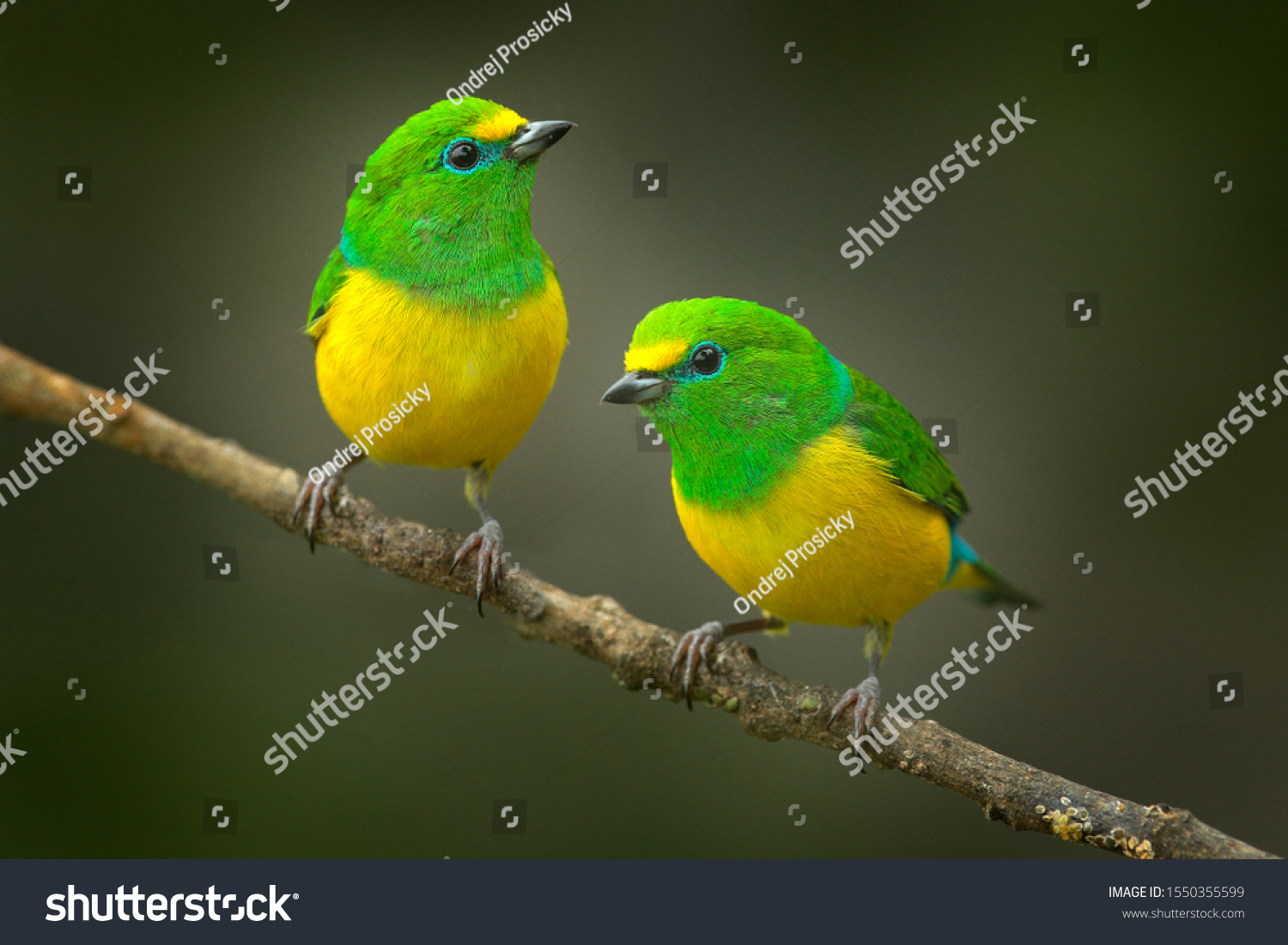 Cute birds. Beautiful tanager Blue-naped Chlorophonia, Chlorophonia cyanea, exotic tropical green songbird from Colombia. Wildlife from South America. Birdwatching in Colombia. Two animals on branch. #1550355599