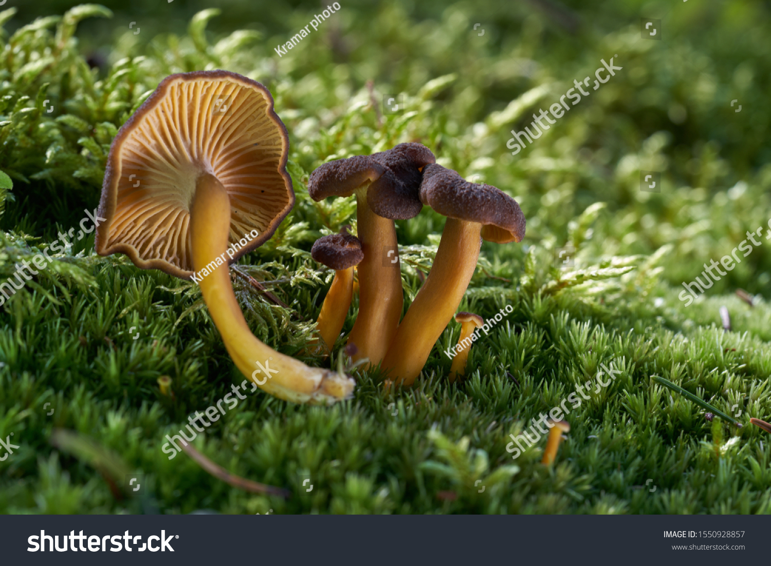 Edible mushroom Craterellus tubaeformis in the wet spruce forest. Also known as Yellowfoot, winter mushroom, or Funnel Chanterelle. Mushroom in the moss, sunny day. Autumn time in the forest. #1550928857