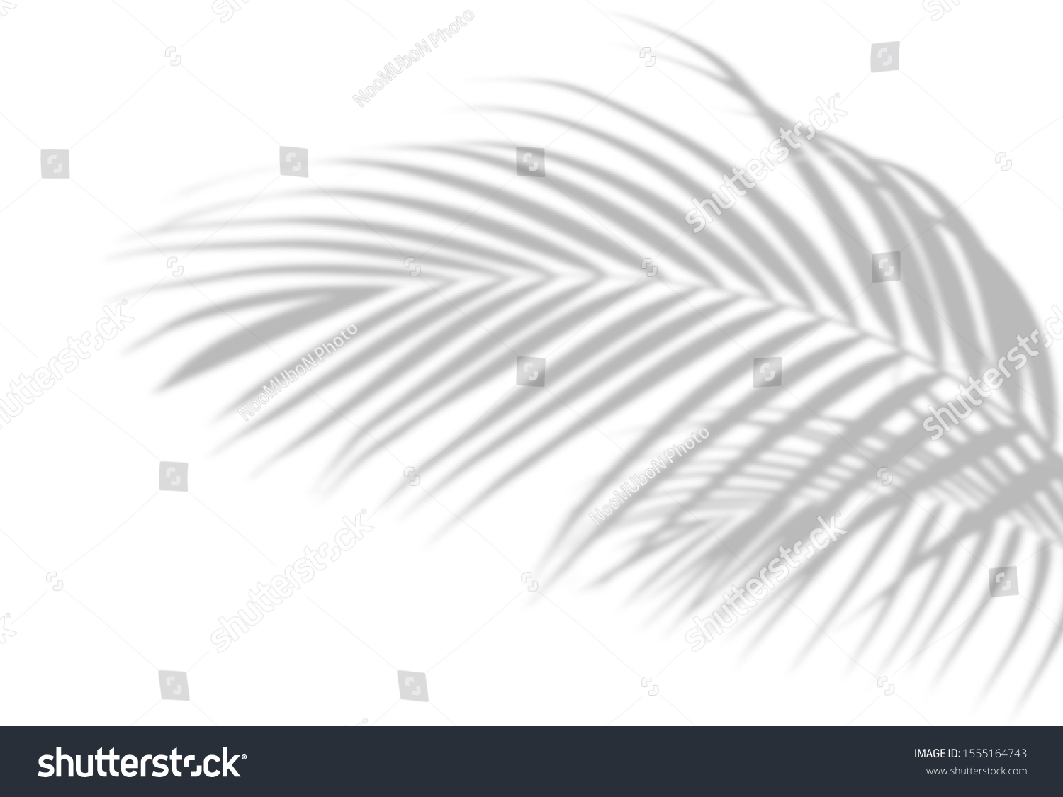 Abstract shadow black white palm leaf shadow on a white wall Background. Blank copy space. #1555164743