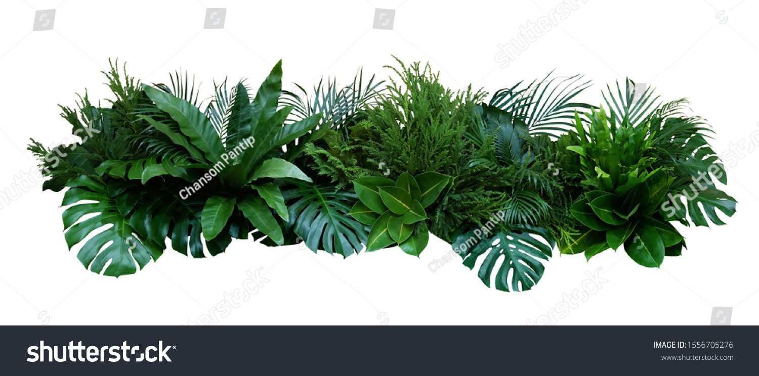 Green leaves of tropical plants bush (Monstera, palm, fern, rubber plant, pine, birds nest fern) floral arrangement indoors garden nature backdrop isolated on white background, clipping path included. #1556705276