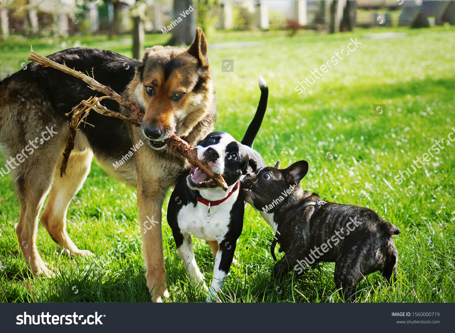 Three friendly happy playing dogs in summer park. German shepherd, american staffordshire terrier and french bulldog holding one stick. Different dog breeds have fun together. #1560000719