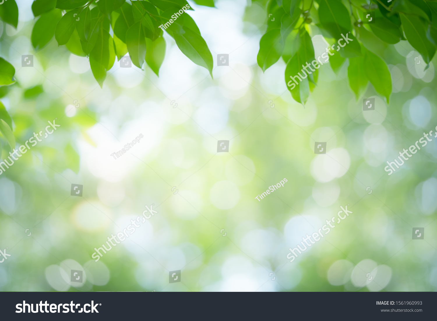 Green leaf nature on blurred greenery background. Beautiful leaf texture in sunlight. Natural background. close-up of macro with copy space for text. #1561960993