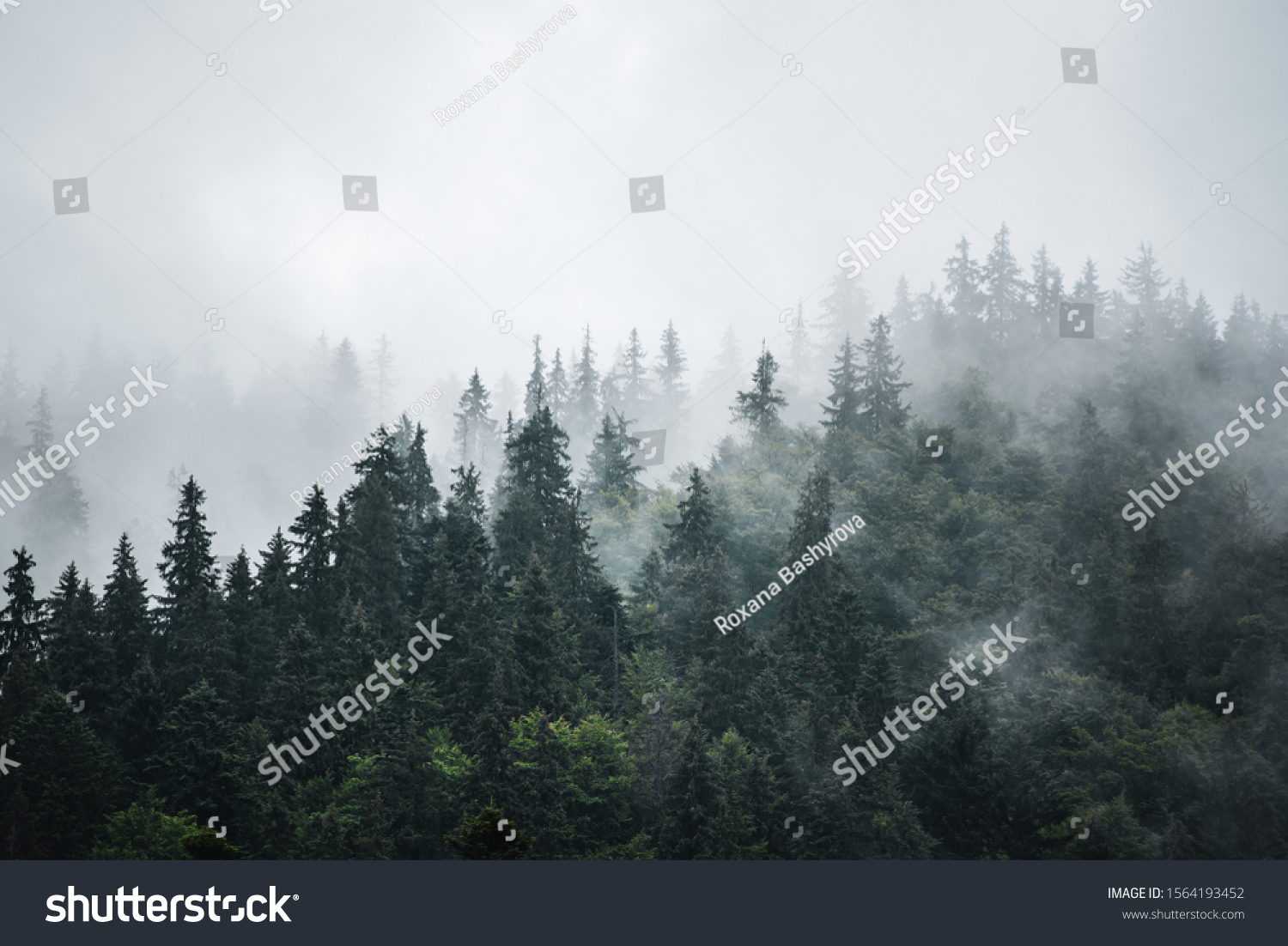 Misty foggy mountain landscape with fir forest and copyspace in vintage retro hipster style #1564193452